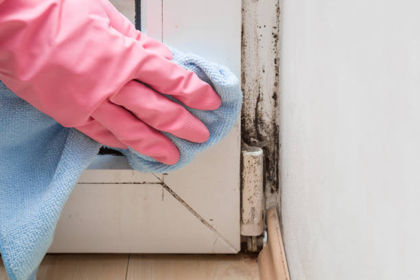 Tahoma, CA Mold Inspection, Removal & Remediation Company